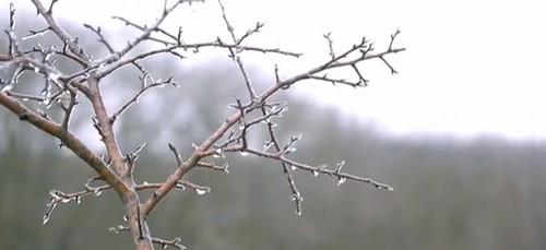 Дикая груша зимой - срезаем побеги для чая